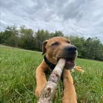 Levi - @levi_tanner_safatli - Instagram