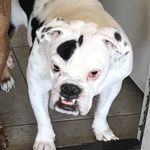 Levi Pants Bolster Waldron - @levi_the_bulldog - Instagram
