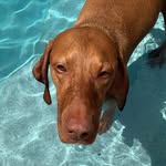 Levi Wall - Hungarian Vizsla - @heyyyitslevi - Instagram