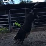 Levi ward - @ward_bucking_stock - Instagram