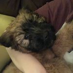 Levi*Wheaten - @levi.little.bear.wheaten - Instagram