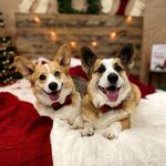 Wheat Corgis🦊-Levi&Finn - @levi.finn.wheatcorgis - Instagram