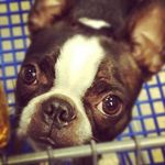 Levi Womack - @levi_the_bostonterrier - Instagram