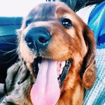 Levi Woods - @levis_pupstagram - Instagram