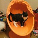 Levi Wright - @levi.wright.54 - Instagram