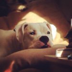 Levon The White Boxer - @levonthewhiteboxer - Instagram