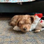 Levon Wilson - @levonpup - Instagram