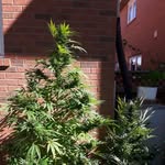 Levon Wright - @123456stevewright - Instagram