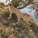 Lewis arnett - @dogman3431 - Instagram