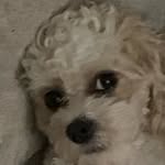 Lewis ball - @lewisball670 - Instagram