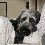 Lewis Bear - @lewieslife - Instagram