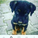 lewis bolingbroke - @lewis_boling69 - Instagram
