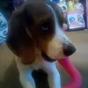 lewis Broadbent - @epicgamers_and_animals - TikTok