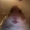 Lewis Burnside897 - @hamst042 - TikTok