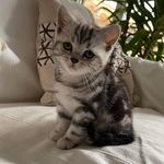 Lewis👑 - @lewiscatofficial - Instagram
