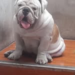 Lewis Ader Villalobos Chávez - @lewisvillalobos - Instagram