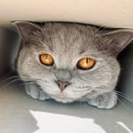 Lewis 🐱 - @lewis.chubbycheeks - Instagram