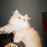 Lewis Chu - @a_chu_l - Instagram