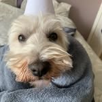 Lewis crook - @lewiscrook1 - Instagram
