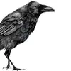 LewisCrowAuthor - @user8459681561767 - TikTok