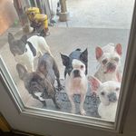 Lori Lewis Crowder - @7littlebostonsand5frenchies - Instagram