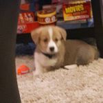 Lewis Dodge Heard - @lewis_thecorgi - Instagram