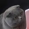 Lewis - @lewisdorman12 - TikTok