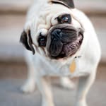 Lewis Fish - @puggamer76 - Instagram