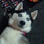 Lewis fuller - @my_pets_acountt - Instagram