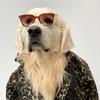 lewis_golden - @lewis_golden - TikTok