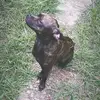 Lewis Guy - @lewis_is_dead - TikTok