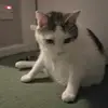 Lewis Hand - @goofyahhcat_12 - TikTok