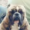 Lewis Hope - @lewis.hope35 - TikTok