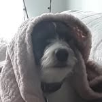 Lewis Hope - @theh0pester - Instagram