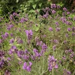 Lewis Howe - @lewthegardener - Instagram
