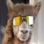 Lewis Hurdsman - @lewis_hurdy - Instagram