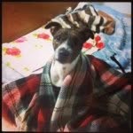 Lewis Ingram - @lewisingramjackrussell - Instagram