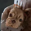 Lewis Lam - @stephanoisdog - TikTok