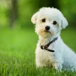 Lewis Larson - @doggwalker3 - Instagram