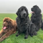 Lewis, Clark, and Luna - @droolandfur - Instagram