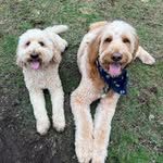 Lewis&Luna - @lewandlu - Instagram