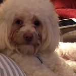 Lewis Lynch - @llynch57492001 - Instagram