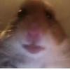 Lewis - @lewismarshall59 - TikTok