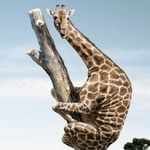 Chase.A.Lewis.McClain.Tedder - @the.authentic.giraff - Instagram