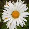 Morin Lewis - @morin.lewis29 - TikTok