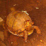 Crystal 'Deeva' Lewis-Mustard - @crazyturtlelady15 - Instagram
