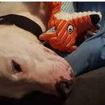 Lewis Nordan - @gremlinpuplove - Instagram