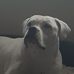 Lewis O'Brien - Facebook