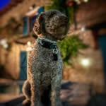 @lewis.otto.lagotto - Instagram