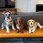 Clooney, Smithers & Beans - @the.lewis.pack - Instagram
